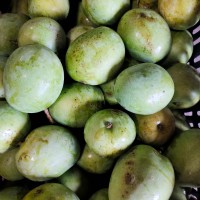 Moovandan Mango (from Kerala) (3 - 5 days to ripen)